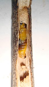 Castiarina flavopicta, PL4563x, pupa, in Olearia lepidophylla (PJL 3414) stem, with larval exuviae attached, SE, photo by A.M.P. Stolarski